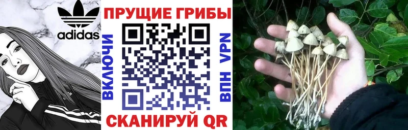 Галлюциногенные грибы Magic Shrooms  площадка какой сайт  Белореченск 